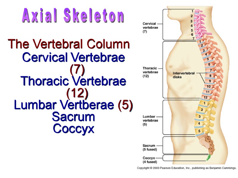 Cervical Vertebrae (7) Thoracic Vertebrae (12) Lumbar Vertberae (5) Sacrum Coccyx The Vertebral Column